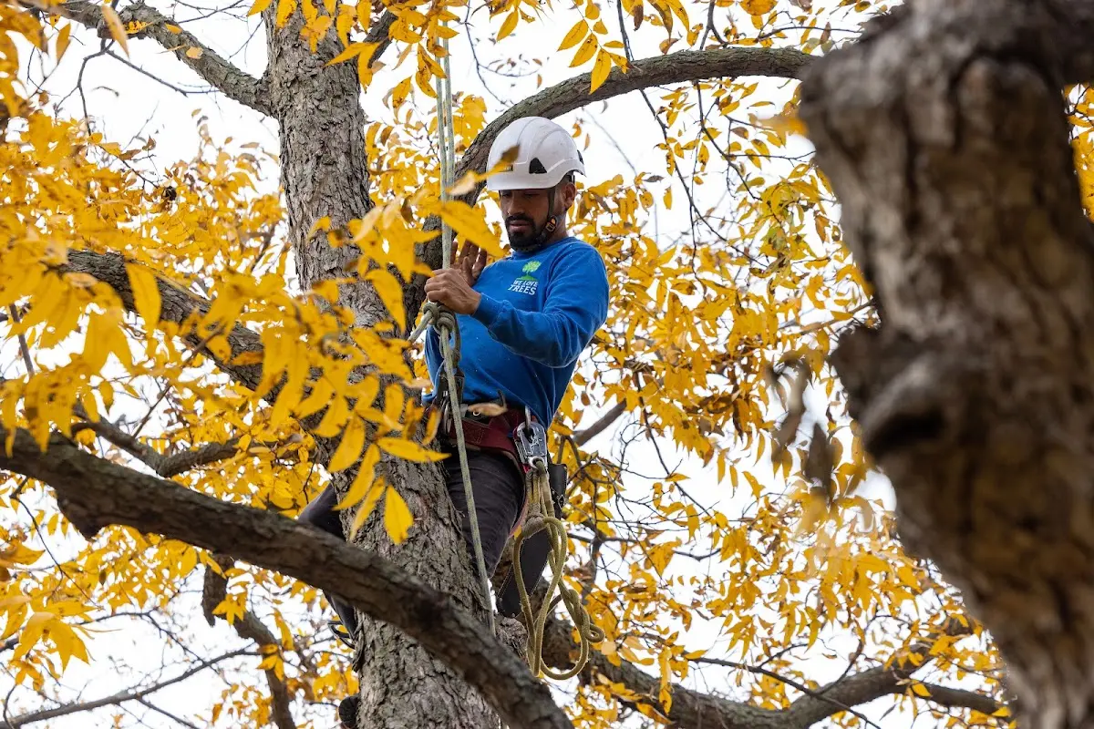 Skilled Tree Trimming crew working in Lavalette