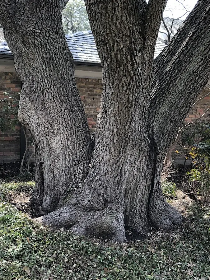 Mature heritage tree close to a Lavalette property cared for by certified arborists